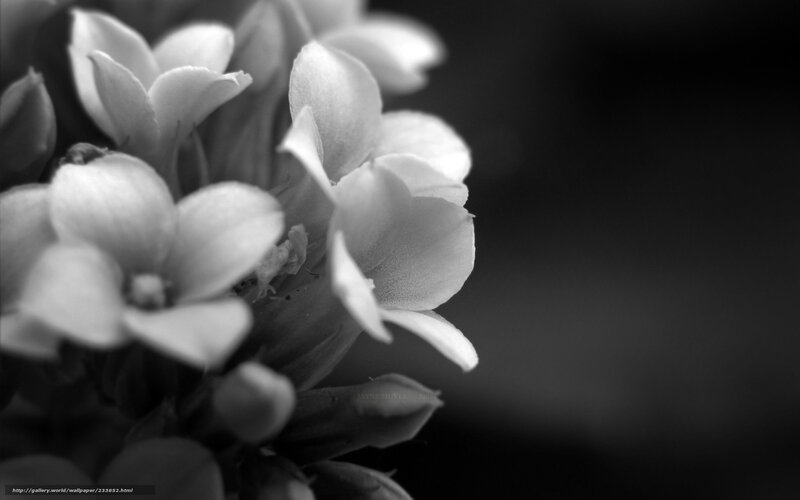 White Flowers in Bloom — Black, Serene
