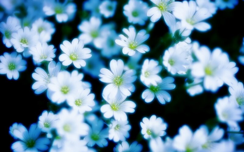 White Flowers in Bloom — Blue, Serene
