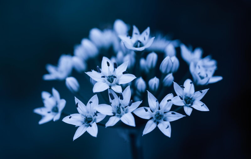 White Flowers in Bloom — Blue