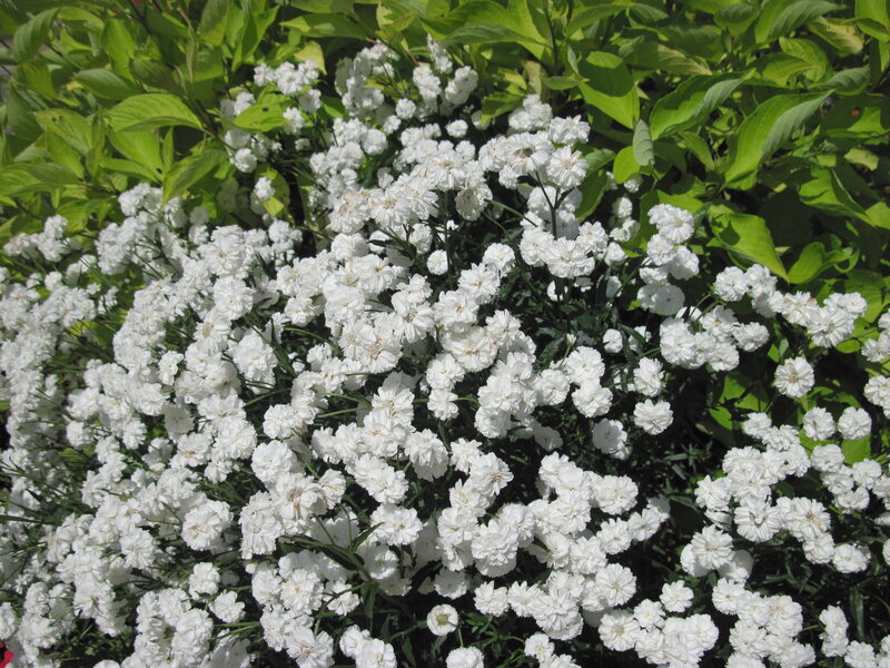 White Flowers in Bloom — Calm, Afternoon