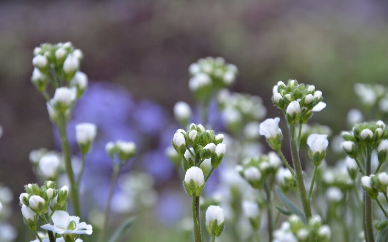 White Flowers in Bloom — Calm, Spring, Photograph, Green Stems