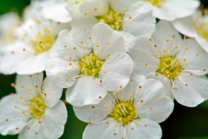 White Flowers in Bloom — Calm, Spring, Photograph
