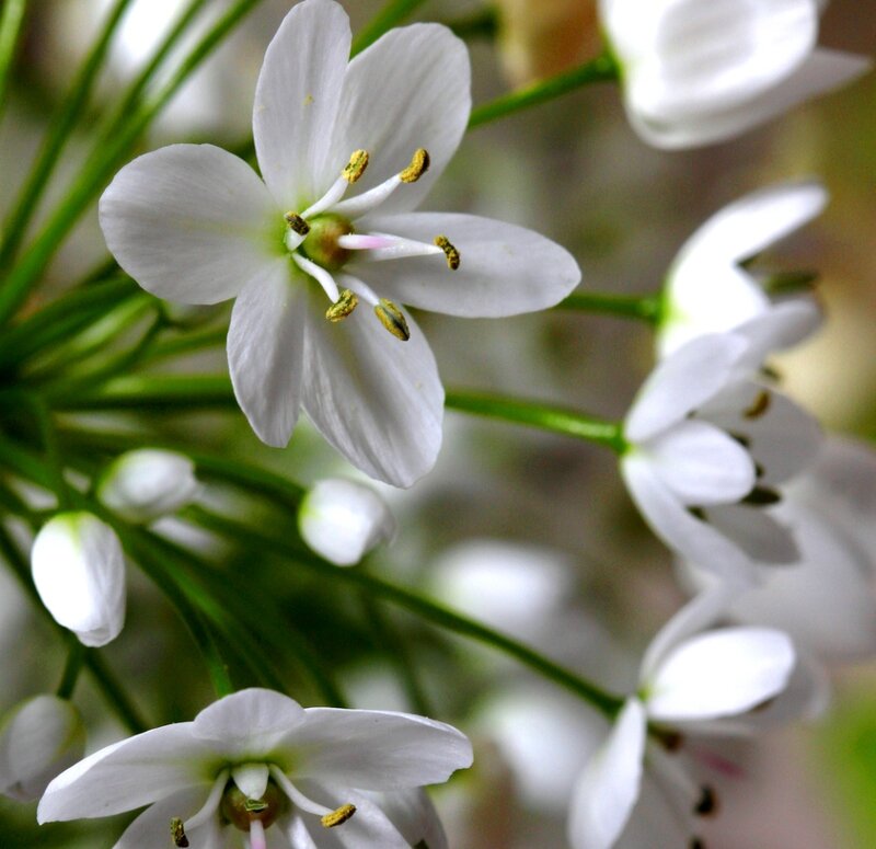 White Flowers in Bloom — Calm, Spring