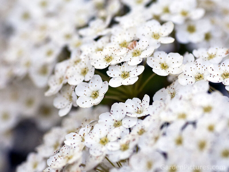 White Flowers in Bloom — Calm