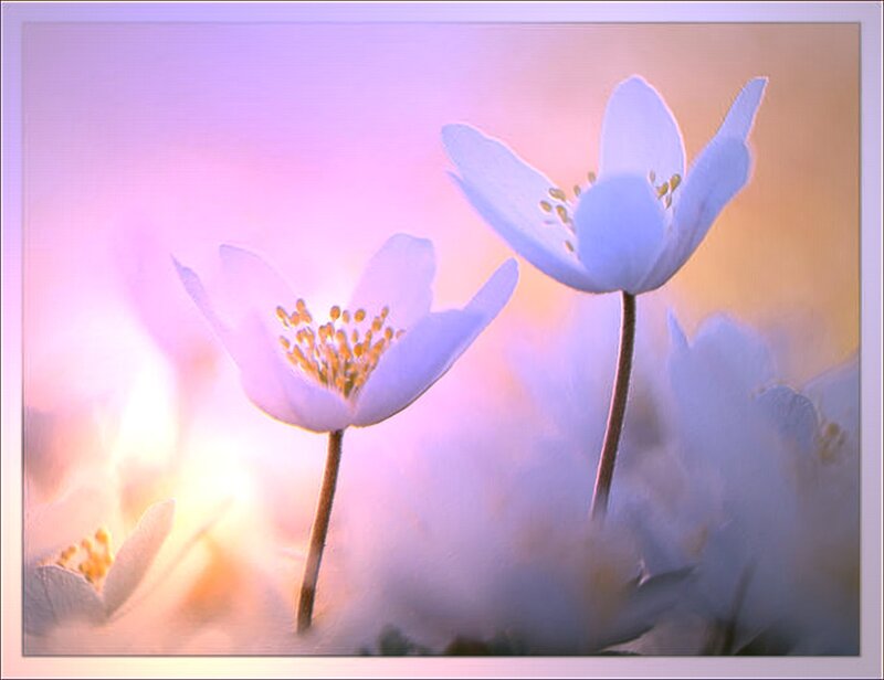 White Flowers in Bloom — Purple