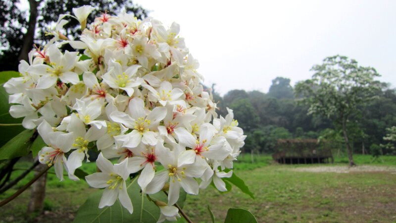 White Flowers in Bloom — Serene, Morning
