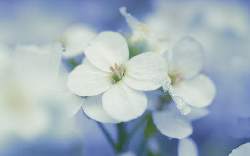 White Flowers in Bloom — Serene, Photograph, Petals