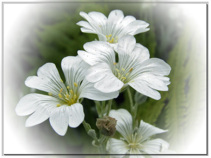 White Flowers in Bloom — Serene, Photograph