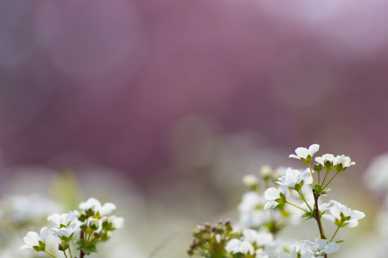 White Flowers in Bloom — Serene, Spring, Photograph, Blossoms