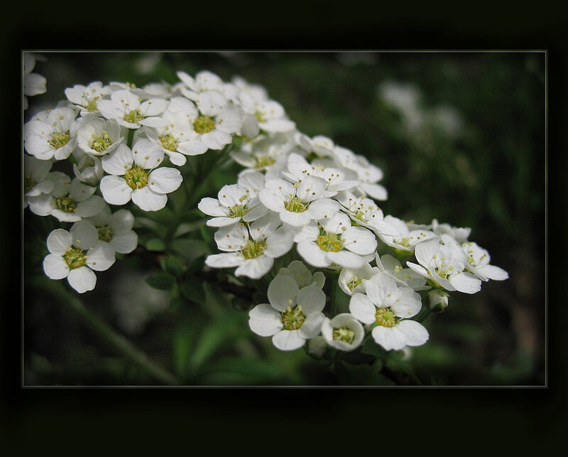 White Flowers in Bloom — Serene, Spring, Photograph, Green Leaves, Flower Cluster