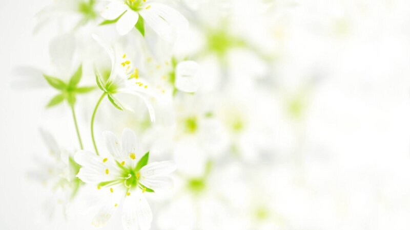 White Flowers in Bloom — Serene, Spring, Photograph, Green Leaves