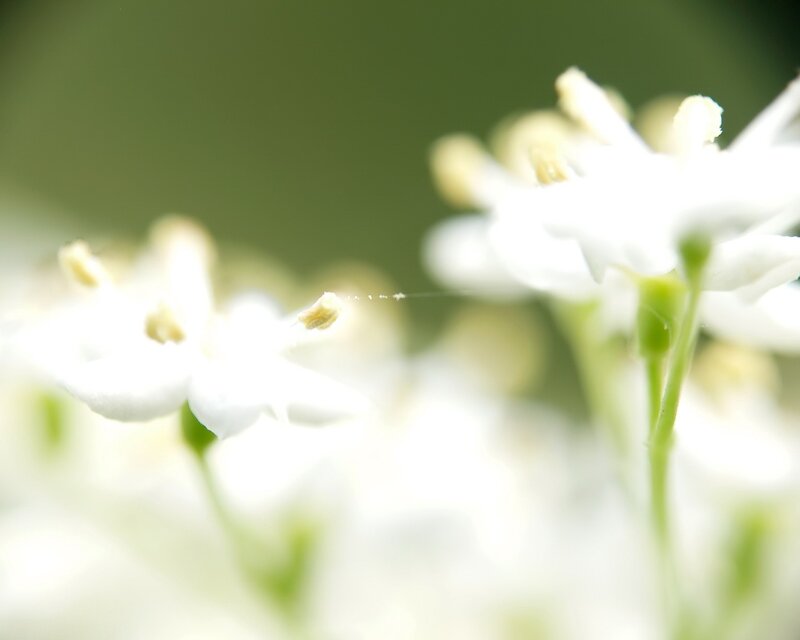 White Flowers in Bloom — Serene, Spring, Photograph, Green Stems, Pollen, Green