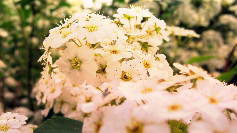 White Flowers in Bloom — Serene, Spring, Photograph, Leaves
