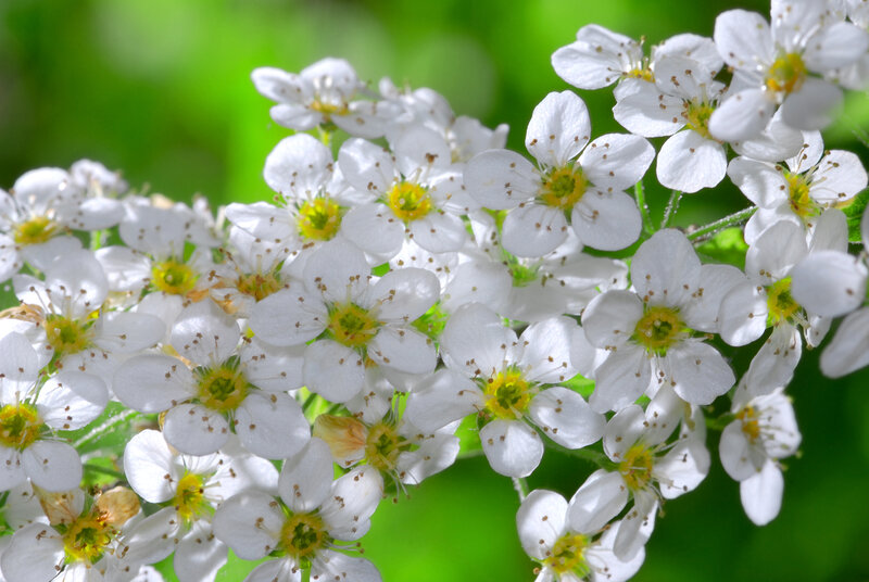 White Flowers in Bloom — Serene, Spring, Photograph