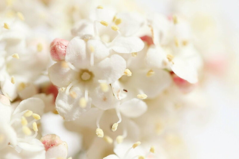 White Flowers in Bloom — Serene, Spring