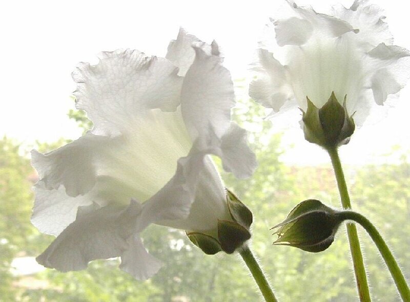 White Flowers in Bloom — Serene