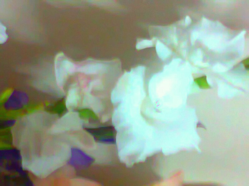 White Flowers in Bloom — Soft