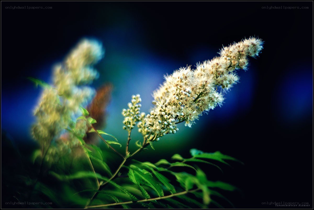 White flowers in blue light