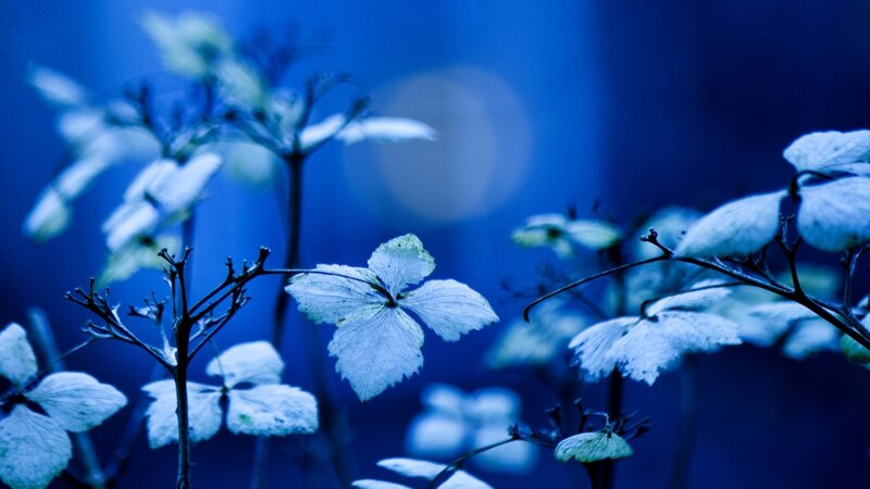 White Flowers in Blue Light — Serene, Night, Photograph