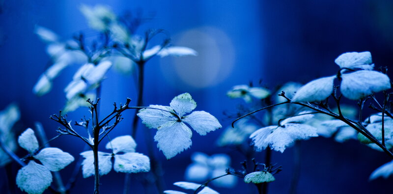 White Flowers in Blue Light — Serene, Night