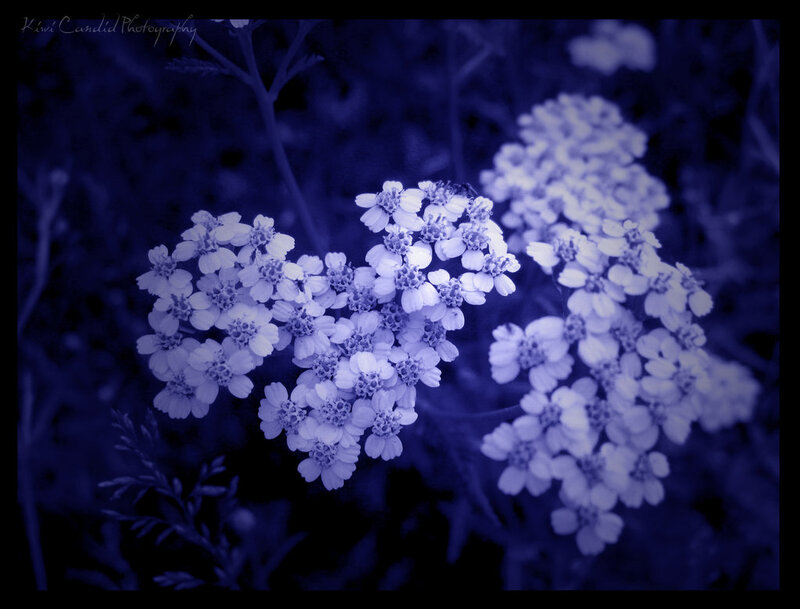 White Flowers in Blue Light — Serene