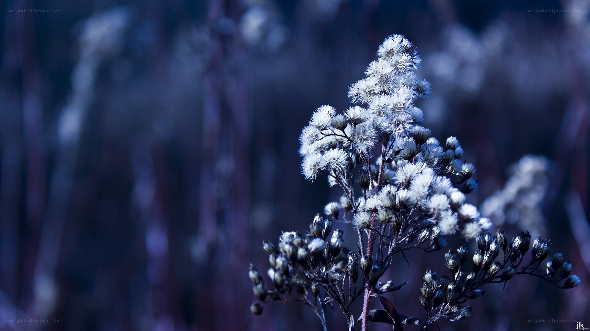 white flowers in blue light