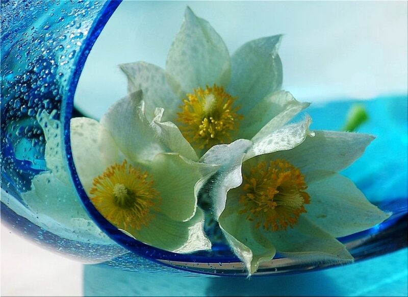 White Flowers in Blue Vase — Serene