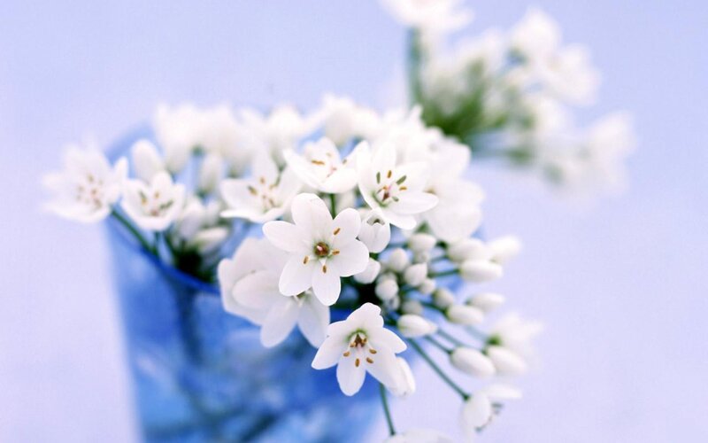 White Flowers in Blue Vase