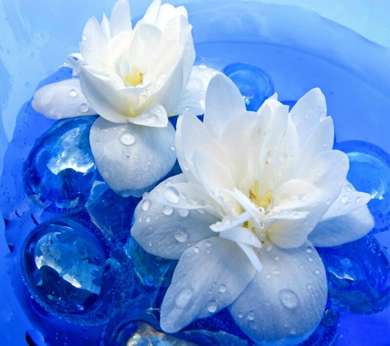 White Flowers in Blue Water