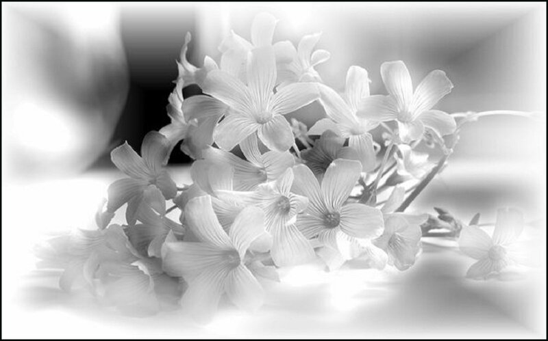 White Flowers in Bouquet