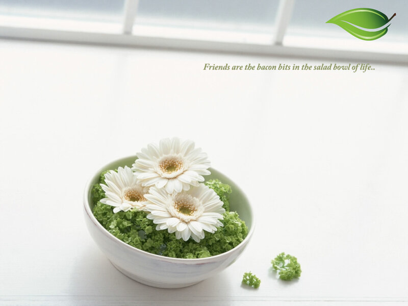White Flowers in Bowl — Serene, Morning