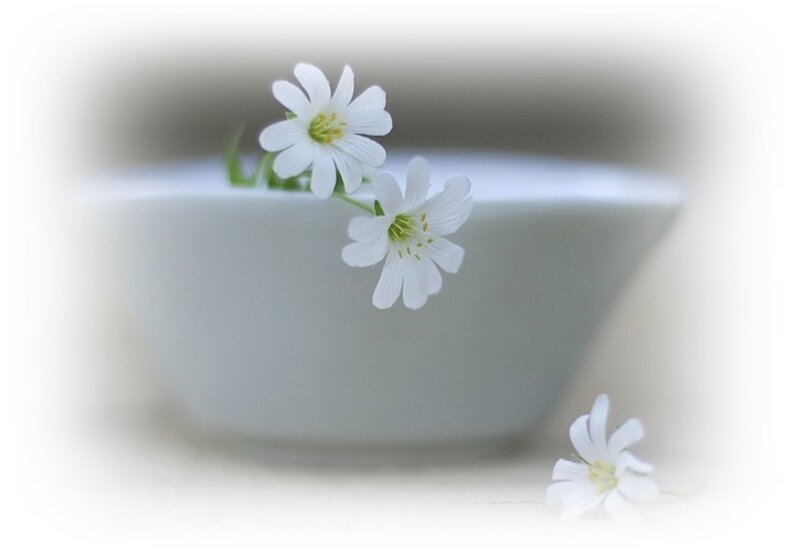 White Flowers in Bowl