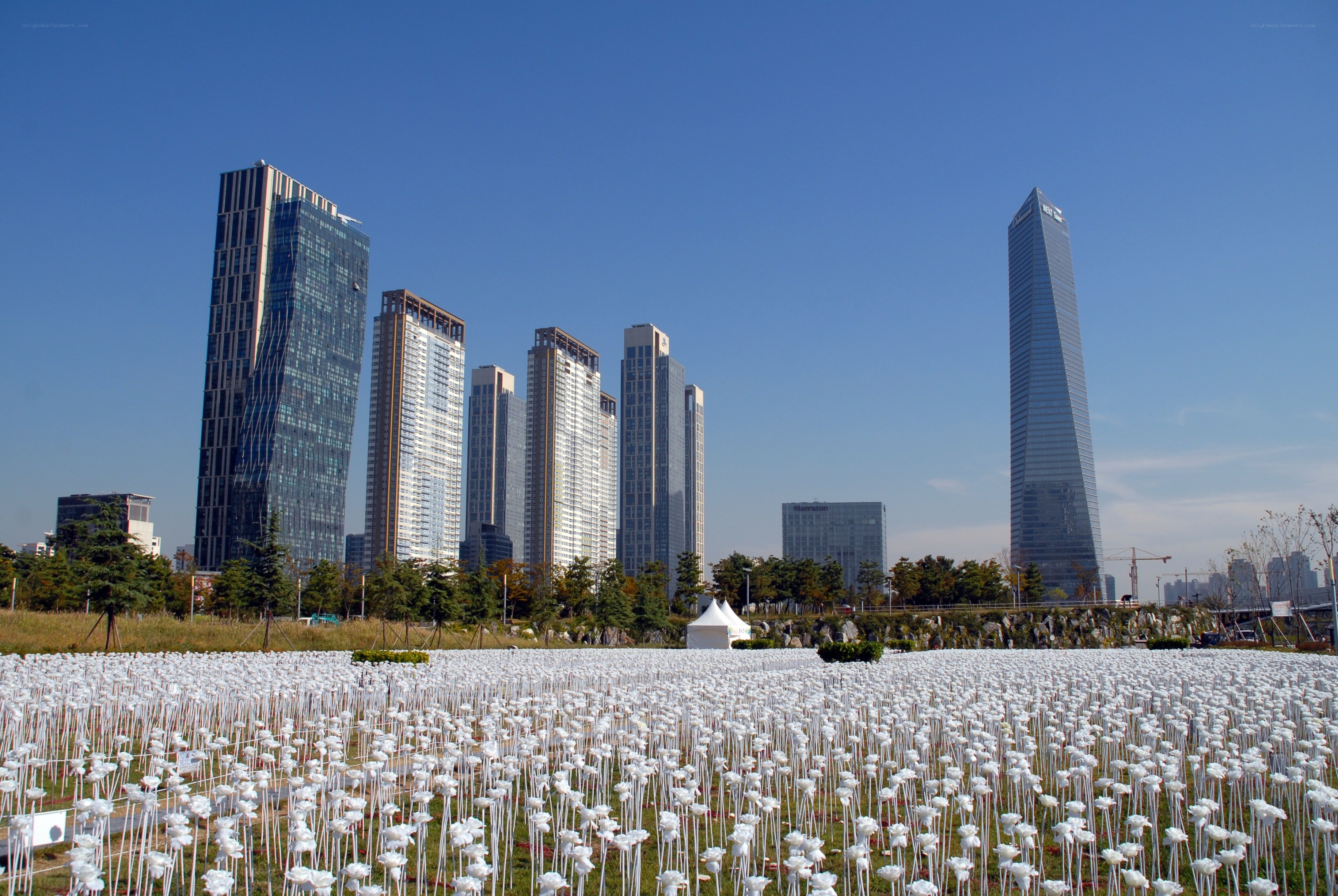 White flowers in city park