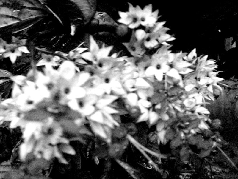 White Flowers in Cluster — Black