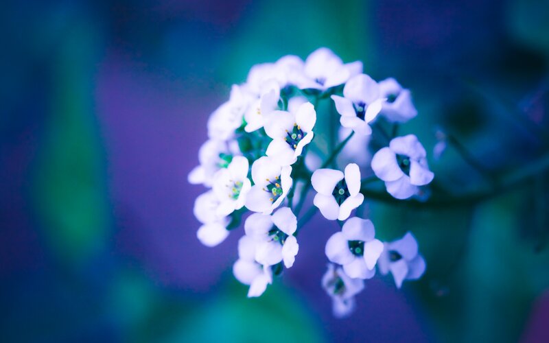 White Flowers in Cluster — Blue