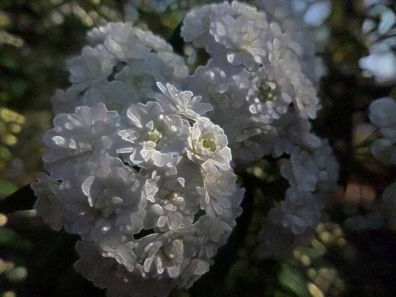 White Flowers in Cluster — Calm, Afternoon
