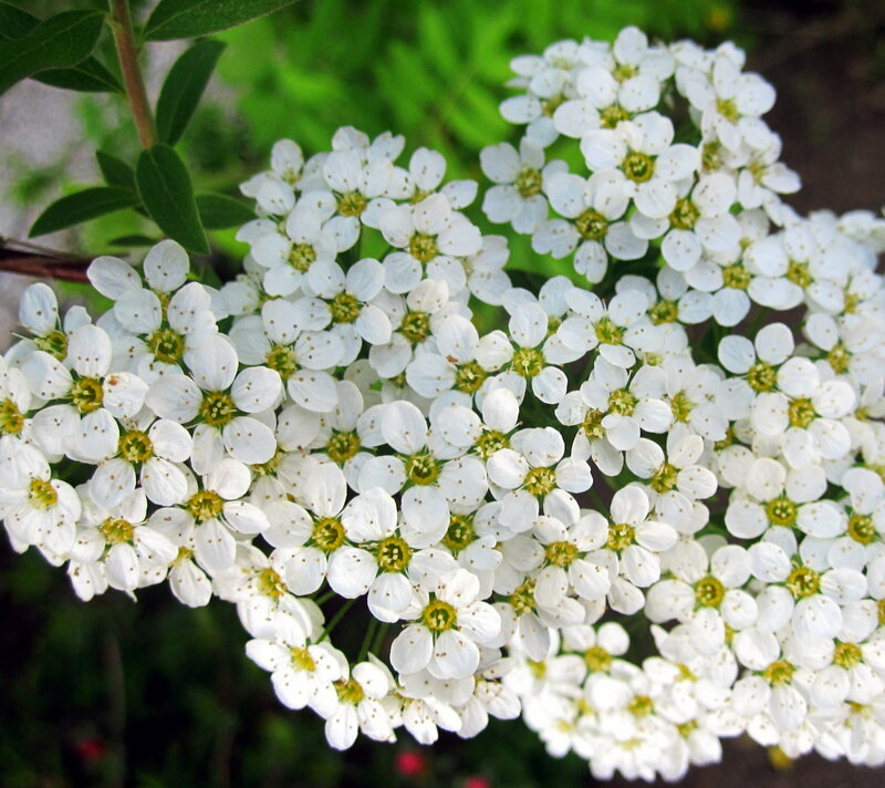 White Flowers in Cluster — Calm, Spring