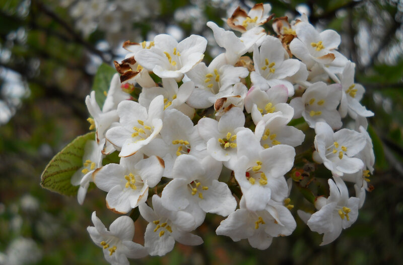 White Flowers in Cluster — Calm