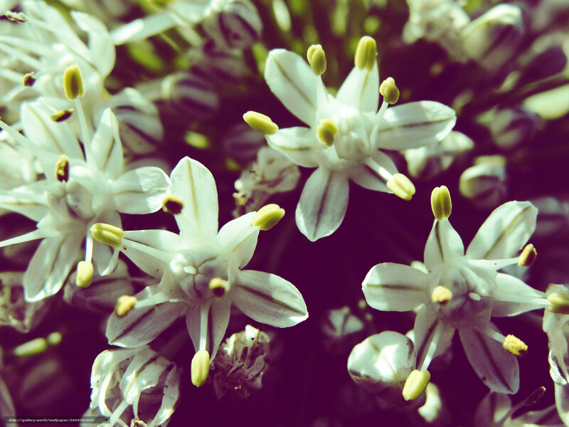 White Flowers in Cluster — Natural