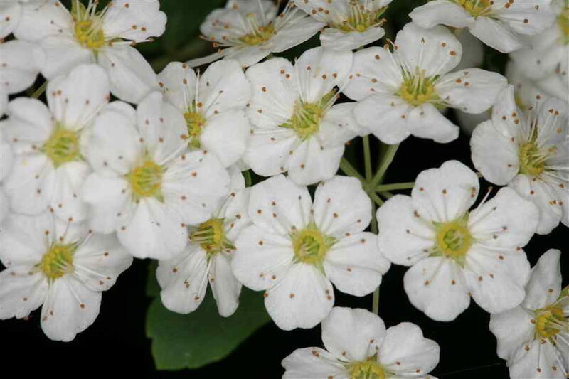 White Flowers in Cluster