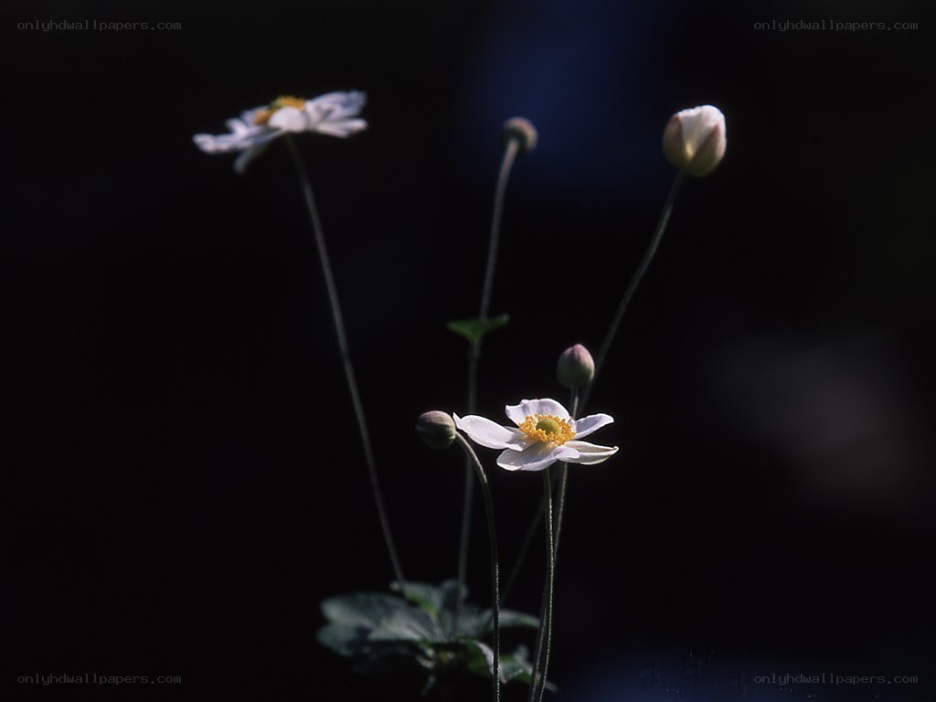 White flowers in dark background