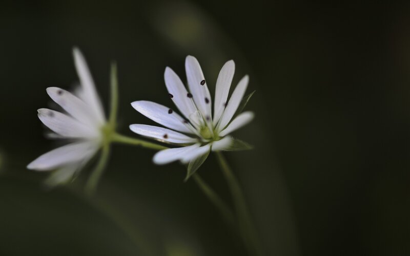 White flowers in dark background