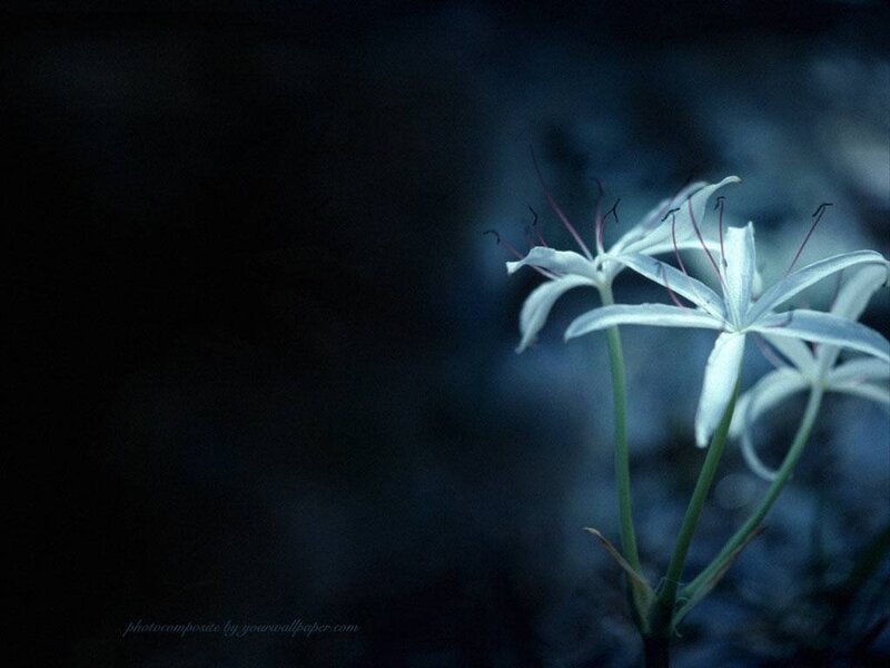 White flowers in dark blue light