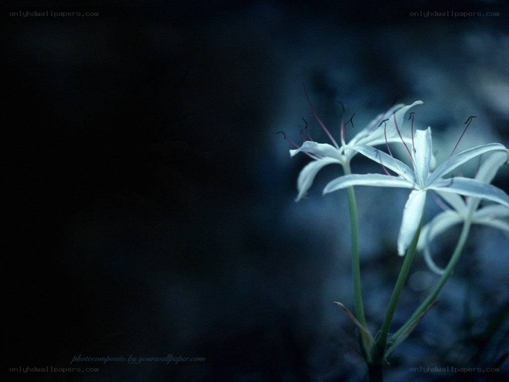 White flowers in dark blue light