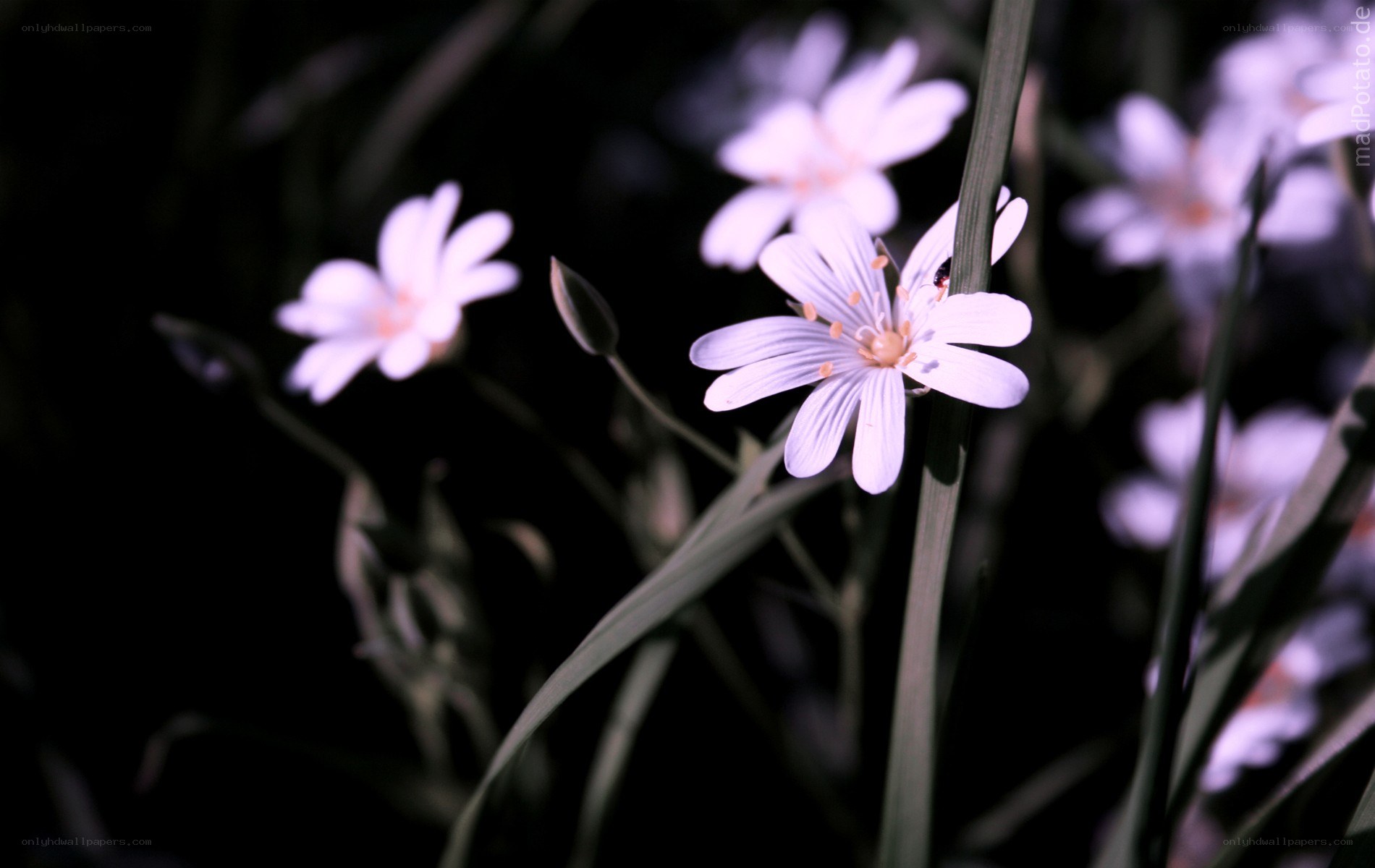 white flowers in dark grass