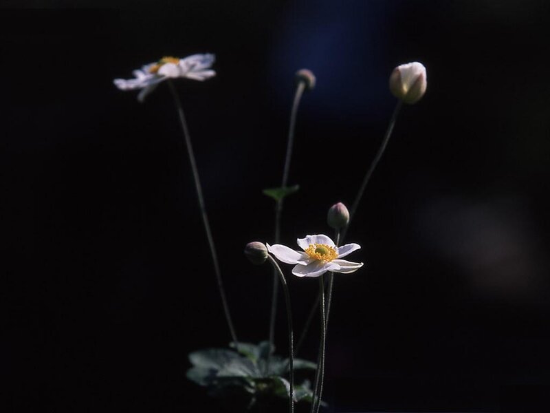 White flowers in dark light