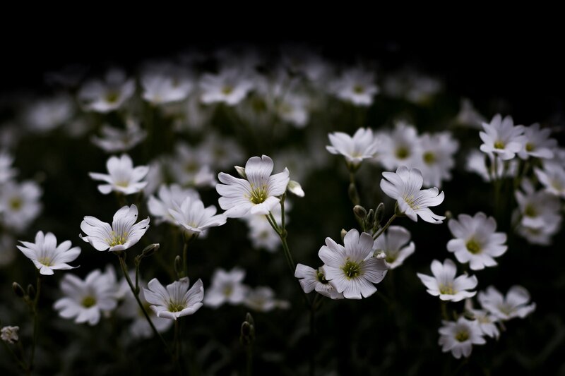 White Flowers in Dark