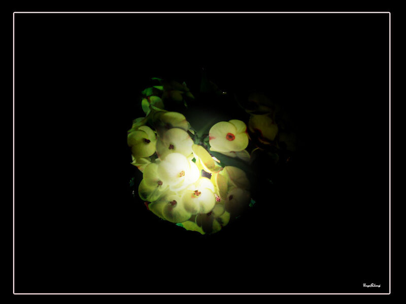 White Flowers in Darkness