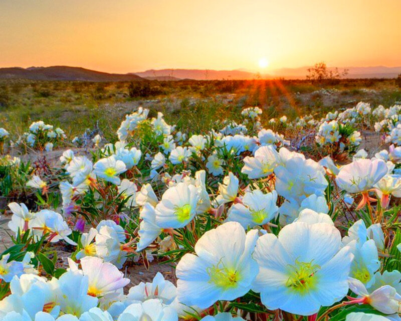 White Flowers in Desert