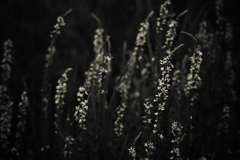 White Flowers in Field — Black